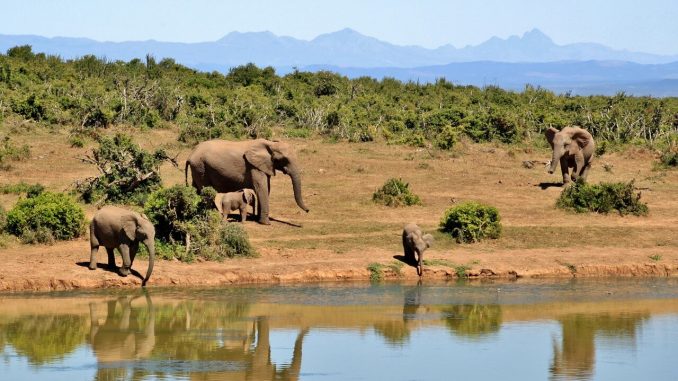 Elefanten am Flussufer in Südafrika